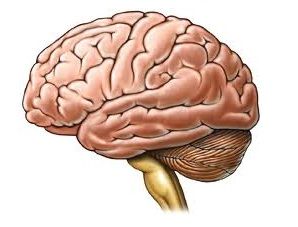 cerebro humano