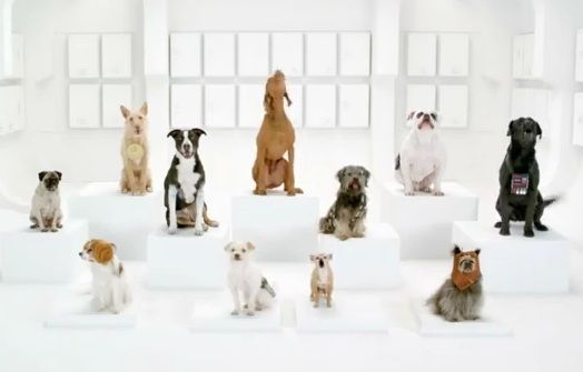 Coro de Perros ladrando a ritmo de Star Wars