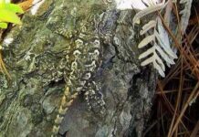 Imágenes Curiosas: "Camuflaje Animal"