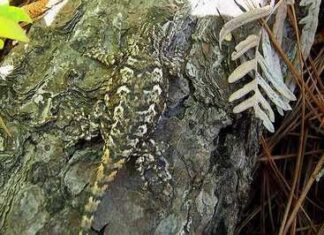 Imágenes Curiosas: "Camuflaje Animal"