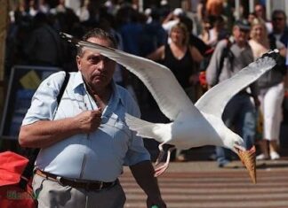 ¡OH NO! ¡MI HELADO! (Imagen Graciosa)