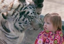 Imágenes curiosas: "Tigre de bengala con una niña pequeña".