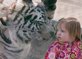 Imágenes curiosas: "Tigre de bengala con una niña pequeña".