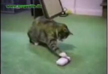 Los animales más graciosos