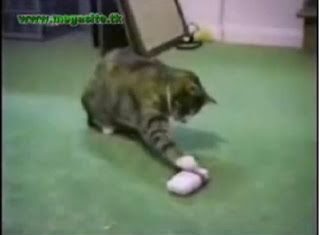 Los animales más graciosos