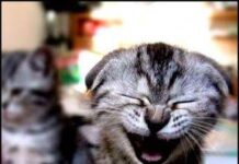 Video para morirse de risa!