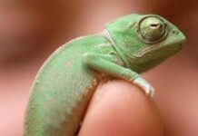 Camaleón cambiando de color (Video Curioso)