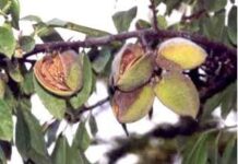 Almendras contra la borrachera