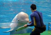 Un delfín pintor