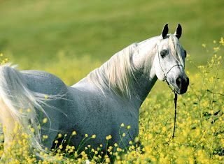 Caballos árabes