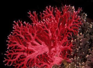 El poder curativo de Coral