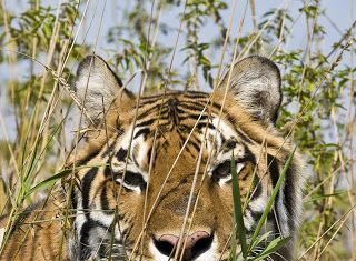 Desaparecen un tigre y dos camellos de un zoológico