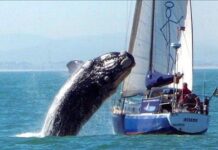 Foto y Video: Ballena saltando sobre barco