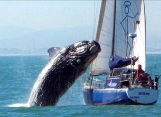 Foto y Video: Ballena saltando sobre barco