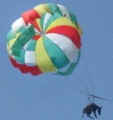 Un burro es obligado a realizar paravelismo