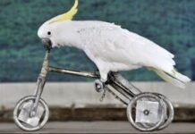 Cacatúa en triciclo