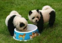 Perros Chow Chow pintados como osos panda