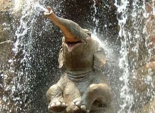 ¿Cómo el elefante consiguió su trompa?