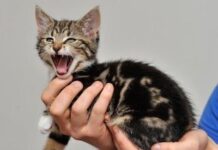 Gatito con identidad propia