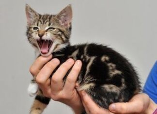 Gatito con identidad propia