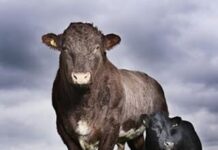 La vaca más pequeña del mundo