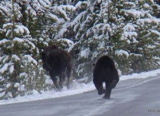 Foto, Bisonte Perseguido por un Oso
