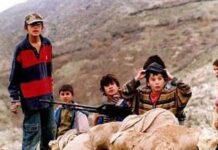 Las tortugas también vuelan