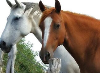 Curiosidades sobre Caballos