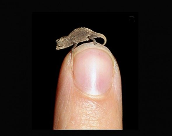 camaleon dedo