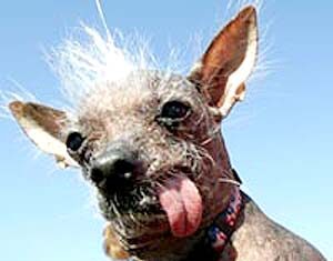 Cómo debes prepararte para el futuro del SEO el perro más feo del mundo