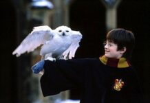 Los harrypotistas abandonan a sus lechuzas
