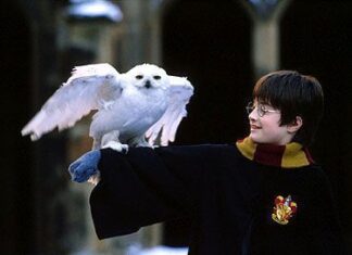 Los harrypotistas abandonan a sus lechuzas