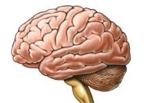 9 Curiosidades sobre el cerebro humano