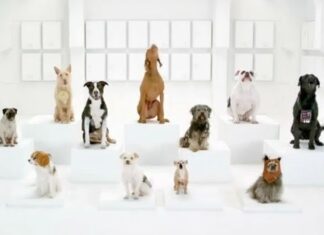 Coro de Perros ladrando a ritmo de Star Wars