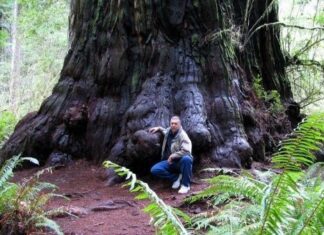 Los árboles más altos del mundo secoya gigante