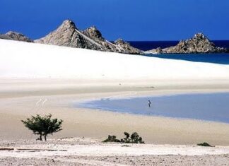 Plantas exóticas de la Isla de Socotra en Yemen