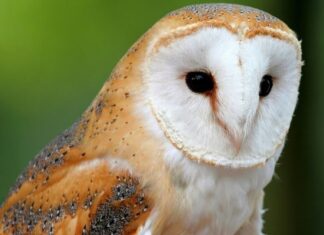 Fotografías de Búhos y Lechuzas para los amantes de Aves Exóticas
