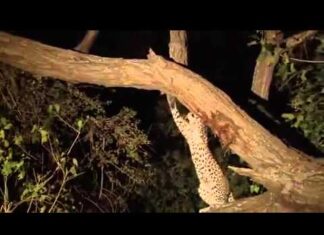 Leopardo adopta a un mono bebé tras matar a su mamá