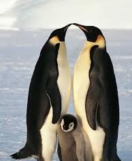 Encuentran un Pinguino Gigante