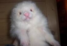 Rata por perro, curiosidad curiosa