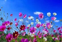 Curiosidades sobre la Primavera Curiosidades sobre la Primavera