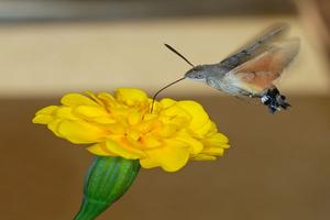 Cómo es la mariposa colibrí