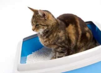 10 Consejos para Enseñar al Gato a usar su Arenero arenero gato