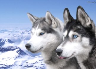 El Perro mas Viejo de la Historia perro o lobo