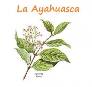 La Ayahuasca