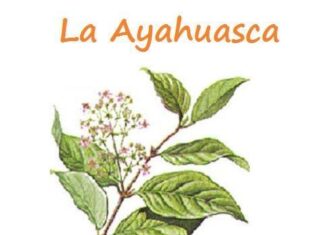 La Ayahuasca y el Cáncer La Ayahuasca