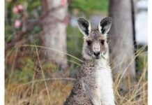 29 Cosas Curiosas realmente Sorprendentes