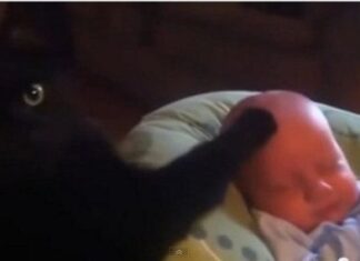Un Gato Calma a un Bebé en Llanto Un Gato Calma a un Bebé en Llanto