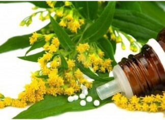 El Uso de Plantas en la Homeopatía y la Fitoterapia homeopatia y fitoterapia