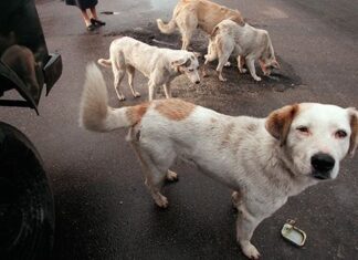 Perros callejeros salvan a una niña de agresión Perros callejeros salvan a una niña de agresión